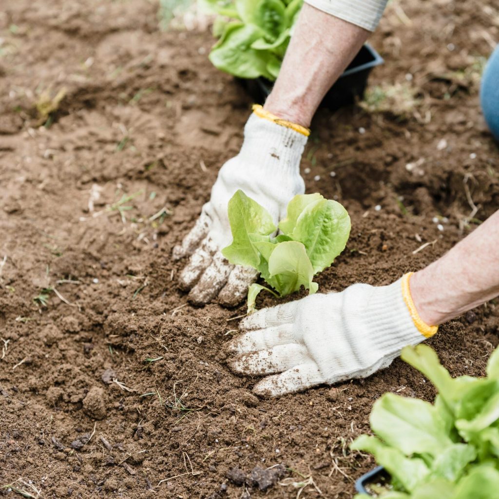 Vegetable Cultivation - cocoventra substrates